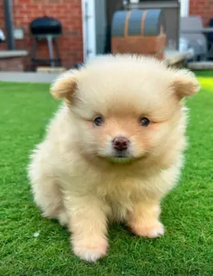 Dos increíbles cachorros Pomerania T-Cup