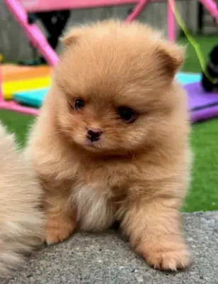 Chiots Pomeranien Disponibles à l'Adoption