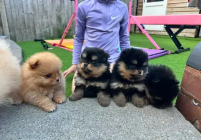 Üst Düzey Kayıtlı Pomeranian Yavru Köpekler