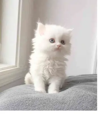 Персидский котенок!!