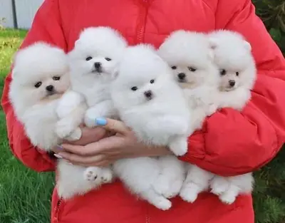 可爱的纯种博美犬小狗。