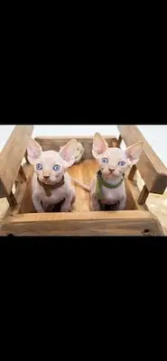 2只无毛猫小猫