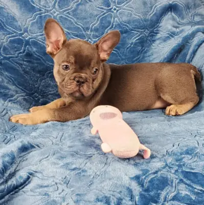 赠送可供领养的法国斗牛犬幼犬