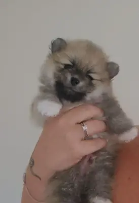 可爱的熊脸微型茶杯博美犬幼犬可供出售！