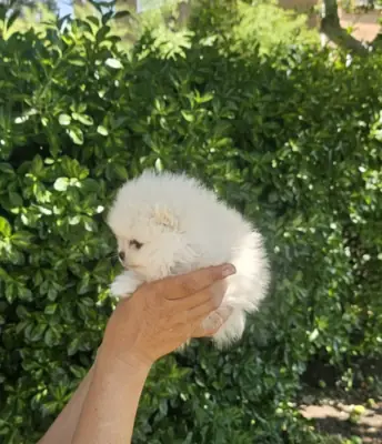 纯种博美犬幼犬可供出售