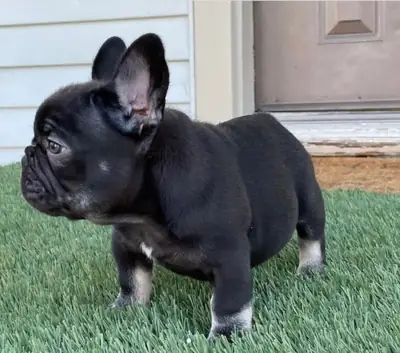 Fransız bulldog yavruları hediye ediliyor