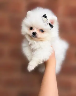 Breath Taking Pomeranian Puppy