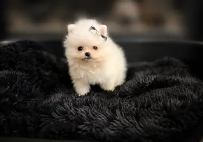 Affectionate Teacup Pomeranian Available