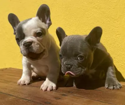 Regalo Cachorros de bulldog francés disponiblesd