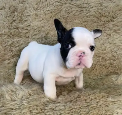 Regalo Cachorros de bulldog francés disponibles
