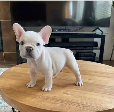 Regalo Cachorros de bulldog francés ok