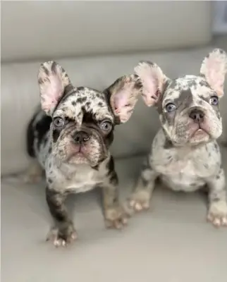 赠送法斗幼犬可用