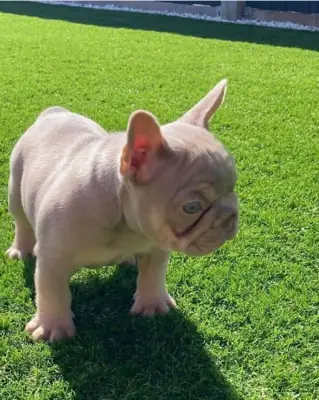 Regalo Cachorros de bulldog francés .