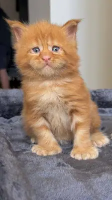缅因猫小猫