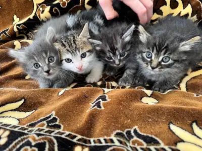 Full Maine Coon Kittens