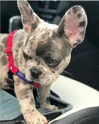 Cadeau chiots bulldog français