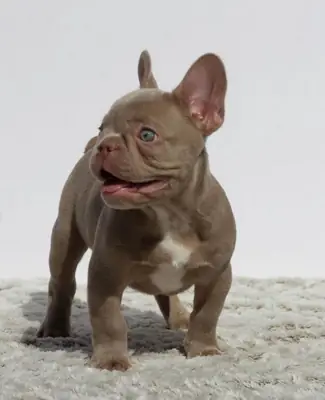 Regalo Cachorros de bulldog francés disponibles n