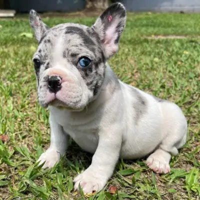 Regalo Cachorros de bulldog francés disponibles4