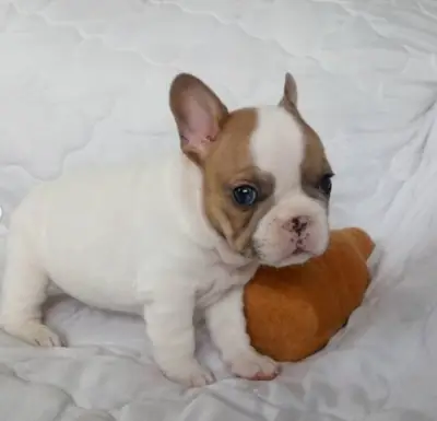 Regalo Cachorro de bulldog francés disponibles2