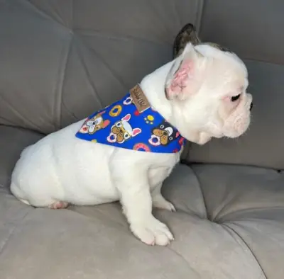 Regalo Cachorro de bulldog francés disponibles8