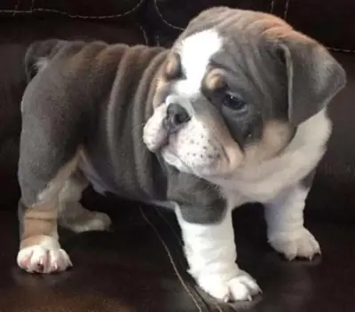 赠送可供领养的英斗犬幼犬