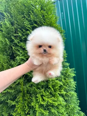 Superbes chiots Pomeranian