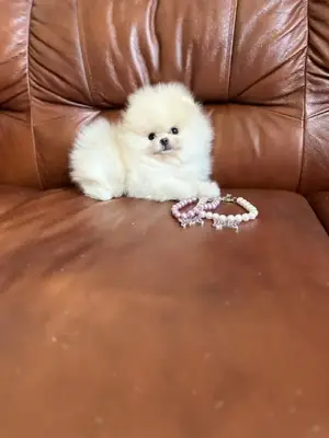 Chiots Pomeranien Mâles et Femelles