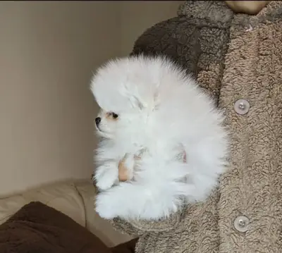 泰迪 AKC 博美犬幼崽