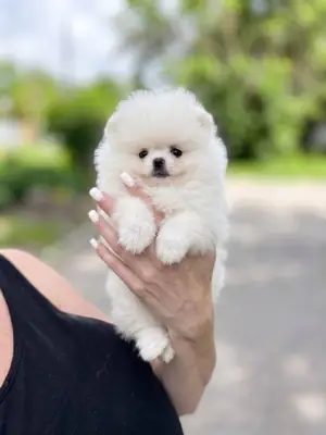 Cachorros Pomeranios Blancos Hielo Para Ti