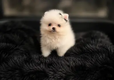 好看的迷你博美犬幼犬待领养