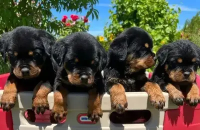 Home Raise Rottweiler Puppies Now Available !!