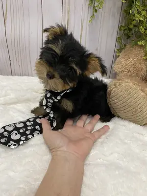 Beautiful Yorkie