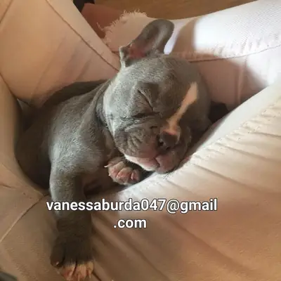 优秀的法国斗牛犬（请通过照片上的电子邮件与我联系）