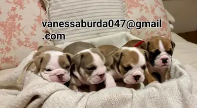 Súper adorables cachorros de bulldog inglés. (por favor contáctame por correo electrónico para las fotos)