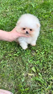 9 weeks old, 1 male and 3 female, Pomeranian puppies