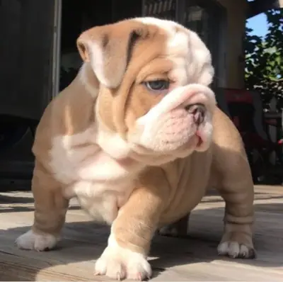 Adoption için mevcut İngiliz Bulldog Yavruları hediye