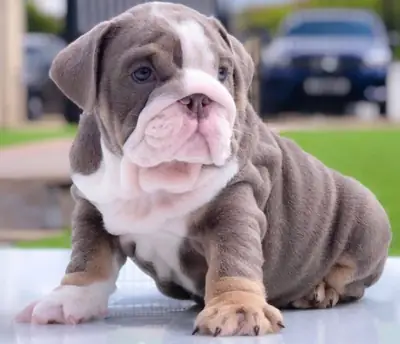 Regalo Cachorros de bulldog ingles disponibles para adopciónd