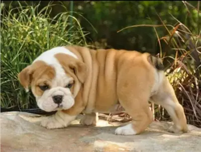 Regalo Cachorros de bulldog ingles disponibles 