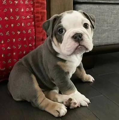 Regalo Cachorros de bulldog ingles