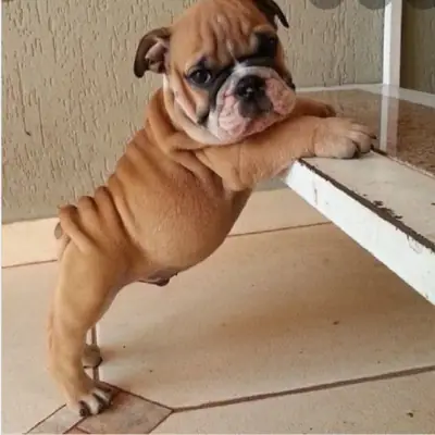 Regalo Cachorros de bulldog ingles disponibles para adopción