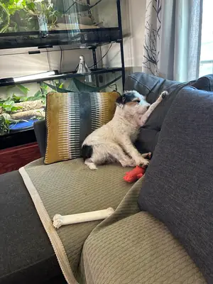 Enerjik jack russell için yeni bir yuva