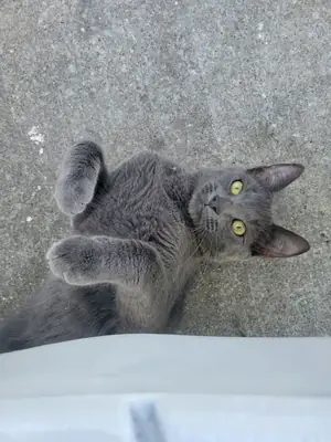 Sessiz karakterli chartreux kedi