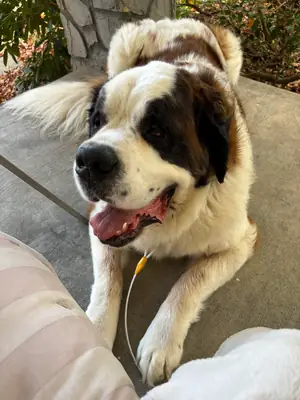 Saint bernard için geniş bir yuva arıyoruz