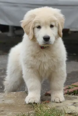 Cachorros de Golden Retriever con aspecto saludable
