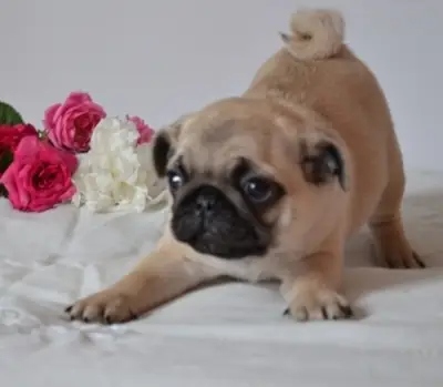 Cachorros de carlino color beige puro