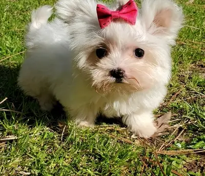 马尔济斯犬幼犬（公母）