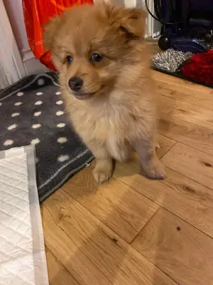 训练良好的博美犬幼犬可供出售。