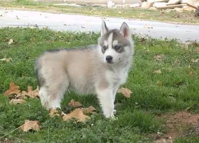 Cachorros de Husky Siberiano listos para entrega inmediata
