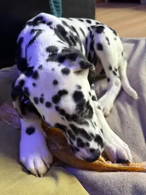 Dalmaçyalı köpek için yeni bir ev