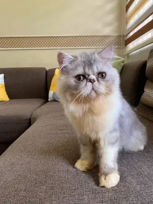 Exotic shorthair kedi sahiplendirme